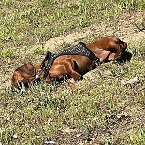 Meet your Posher, Austin